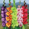 Mixed Coloured Gladiolus for valentine day